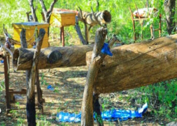 Honey production takes off in Sanag’s Daalo mountain