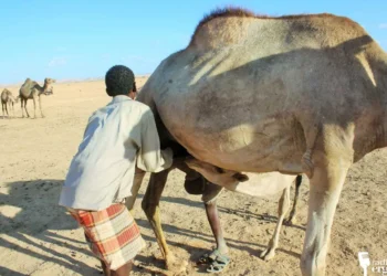 Gedo: Reer-guuraa cashar ka bartay abaarta oo u weecday xoolo-dhaqashada casriga ah