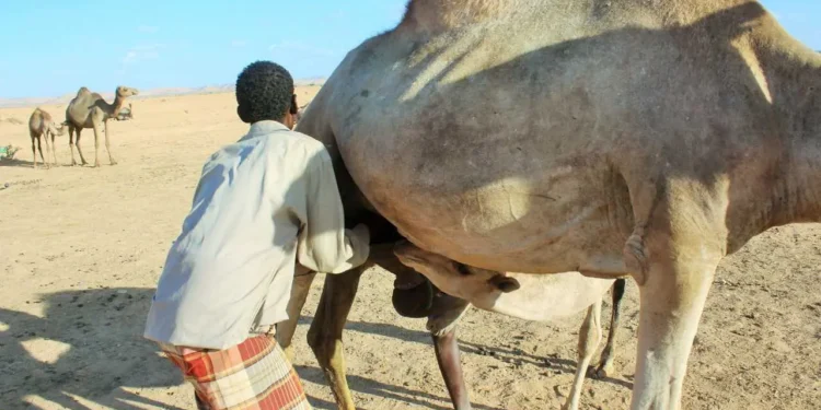 Gedo: Reer-guuraa cashar ka bartay abaarta oo u weecday xoolo-dhaqashada casriga ah