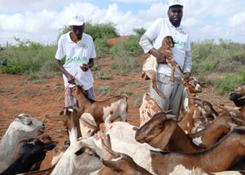 Baydhabo: Dhallinyaro waxbartay oo il-dhaqaale ka helay ka ganacsiga xoolaha