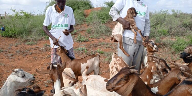 Baydhabo: Dhallinyaro waxbartay oo il-dhaqaale ka helay ka ganacsiga xoolaha