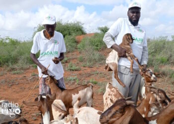 Graduates in Baidoa make money through livestock sales