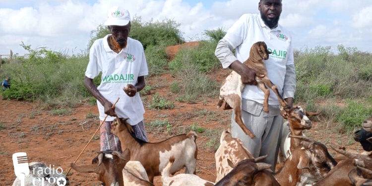 Graduates in Baidoa make money through livestock sales