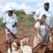 Graduates in Baidoa make money through livestock sales