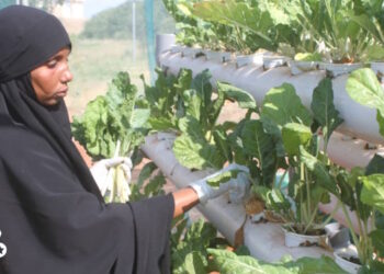 Baydhabo: Boqollaal danyar iyo barakac ah oo fursad shaqo abuur ka helay beero loo maal-geliyay.