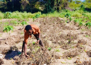 Pests and disease lay waste to family farms in western Somaliland’s Salil region