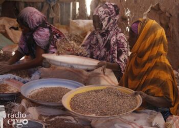 Extreme weather destroys Bari farmers’ frankincense trees