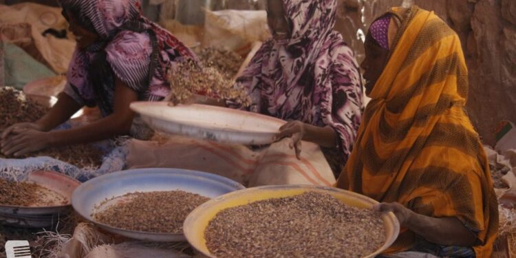 Bari: Dabeyl baab’isay geeddaha beeyada iyo xijiga oo dad reer miyi ah ay ku tiirsanaayeen