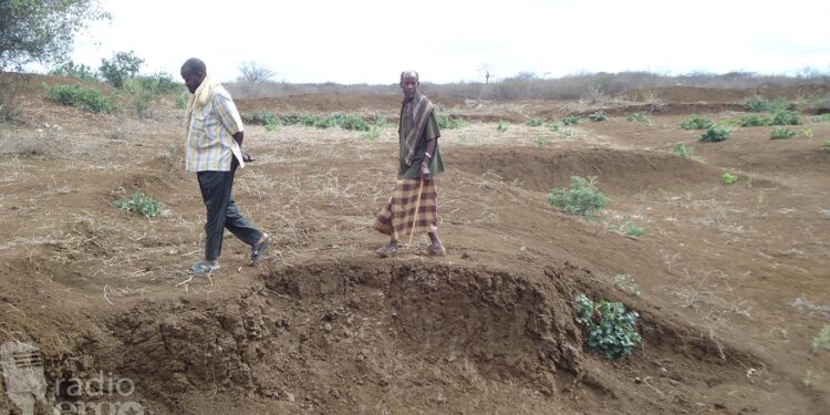 Bakool: Beeralay ay ka qasaareen dalagyo oo nolol-xumo ku wajahaya xeryo ku yaalla Xudur