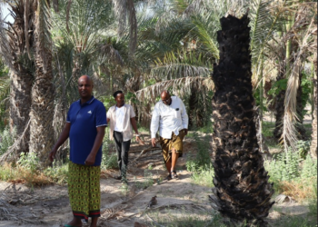 Bari farmers profit from successful harvests of dates 