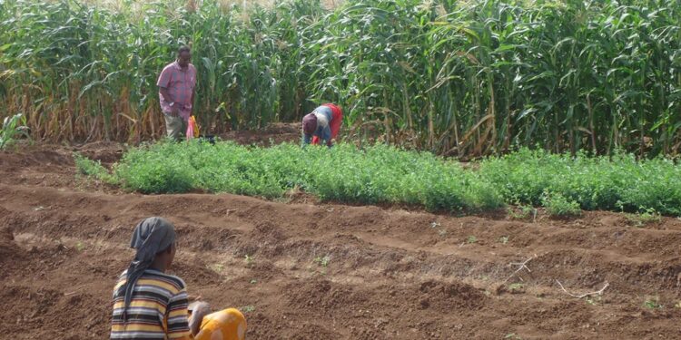 Shabeellaha hoose: Beeraley ka cabayanaya raashinka dibadda laga keeno oo suuq xumo bidday