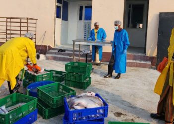 Fishermen in Puntland get back to the ocean as new company in Eyl brings work