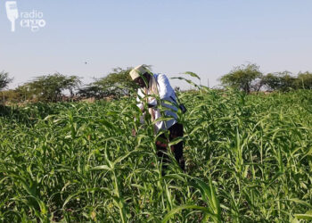 Mudug: Dad barakac ah oo ka baxay nolol xumo markii ay suuq gaysteen dalagyo u soo go’ay
