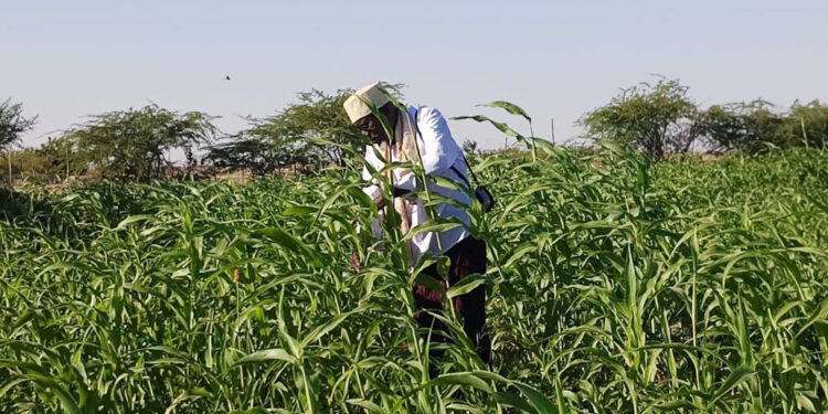 Mudug: Dad barakac ah oo ka baxay nolol xumo markii ay suuq gaysteen dalagyo u soo go’ay