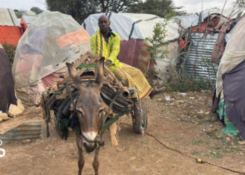 Tuk-tuks put donkey cart drivers out of work in Baidoa camps