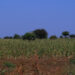 Growing vegetables in the camps gives Galkayo IDPs new income