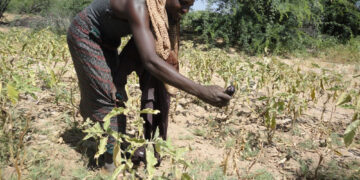 Beeralayda Gabilay oo ka cabanaya cayayaan ka awood badiyay markii uu ka galay dalagga