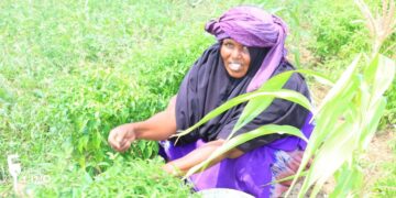 Beeraly ku nool Jubbland oo goostay dalagyo soo kabasho u noqday noloshooda