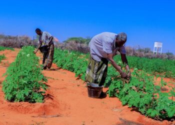 Mudug: Xoolo-dhaqato hore oo nolol xumo kaga baxay tacabka dhulka oo ay ku dhiiradeen