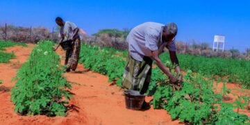 Mudug: Xoolo-dhaqato hore oo nolol xumo kaga baxay tacabka dhulka oo ay ku dhiiradeen