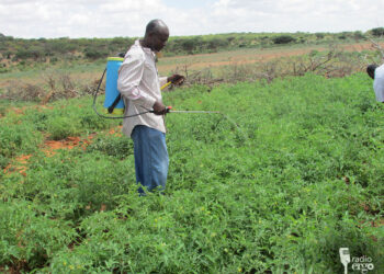 Rag shaqooyin ka helay beeraha Muqdisho oo ku filnaaday nolosha qoysaskooda