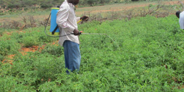 Rag shaqooyin ka helay beeraha Muqdisho oo ku filnaaday nolosha qoysaskooda