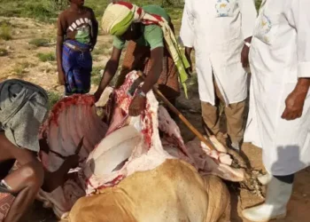 Reer-guuraaga Sanaag oo wajahaya cudurro uga dhacay xoolaha iyo cunno xumo