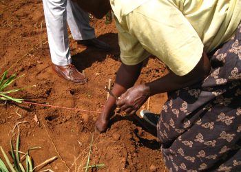 Qoysas ku nool Shabeellooyinka oo helay il-dhaqaale markii la siiyay xoolo iyo beero