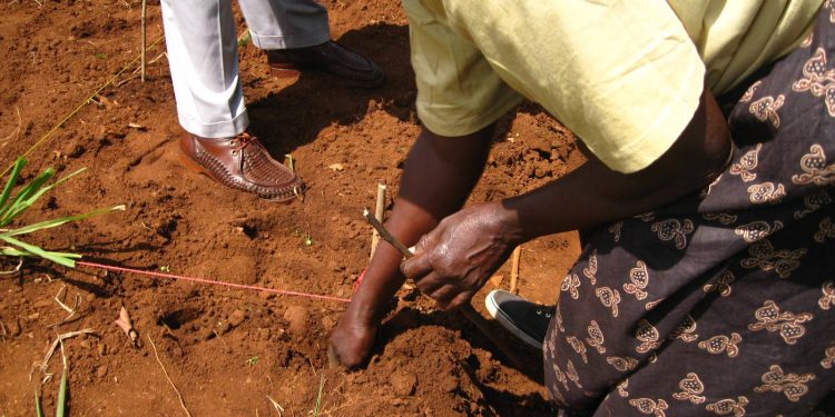 Qoysas ku nool Shabeellooyinka oo helay il-dhaqaale markii la siiyay xoolo iyo beero