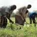 Beeraleyda Jubbaland oo ka baxay nolol xumo markii laga caawiyay waraabinta beerahooda