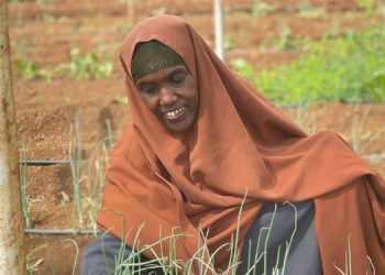 Baidoa farmers reap benefits of climate knowledge and irrigation