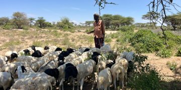 Danyar ku nool Soomaaliland oo il-dhaqaale u helay qoysaskooda