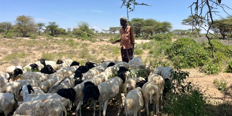 Haweenay qurbojoog ah oo shaqo iyo xirfad u abuurtay xoolo-dhaqatada Soomaaliland