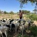 Haweenay qurbojoog ah oo shaqo iyo xirfad u abuurtay xoolo-dhaqatada Soomaaliland