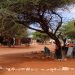 Pastoralists’ migration leaves village economy shattered in Somali Region