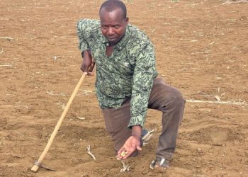 Farmers in Bay region suffer crop losses due to pests and disease