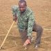 Farmers in Bay region suffer crop losses due to pests and disease