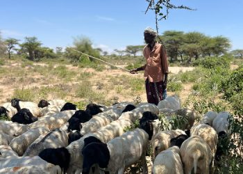 Diaspora woman’s sheep fattening farm brings jobs and skills to livestock communities in Somaliland