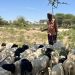 Diaspora woman’s sheep fattening farm brings jobs and skills to livestock communities in Somaliland