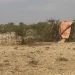 Qoysas go’doon iyo nolol xumo ku wajahaya Mudug markii ay guuri kari waayeen