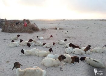 Livestock diseases decimate Galgadud herds and destroy livelihoods