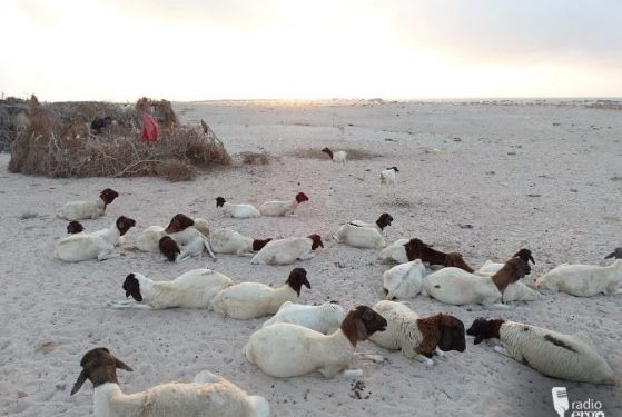 Livestock diseases decimate Galgadud herds and destroy livelihoods
