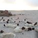 Livestock diseases decimate Galgadud herds and destroy livelihoods
