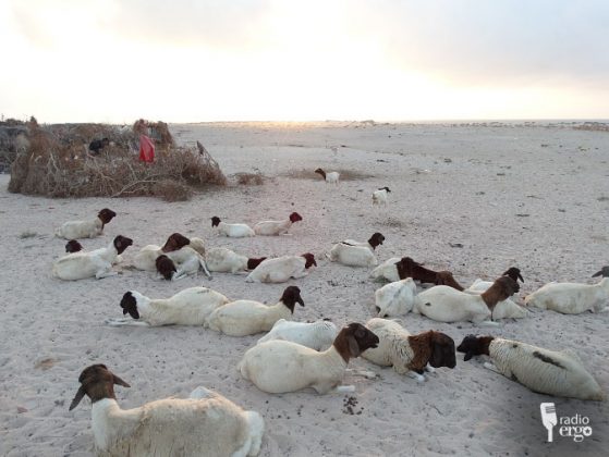 Livestock diseases decimate Galgadud herds and destroy livelihoods