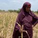 Lower Shabelle breadbasket farms become a hunger belt for local families