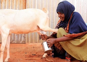 Xoolaha u dhinta bacaha ay cunaan oo ku badanaya Guriceel iyo deegaano hoostaga