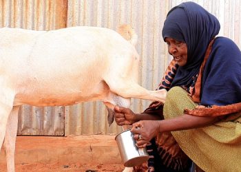 Plastic waste blights Guriel livestock and livelihoods