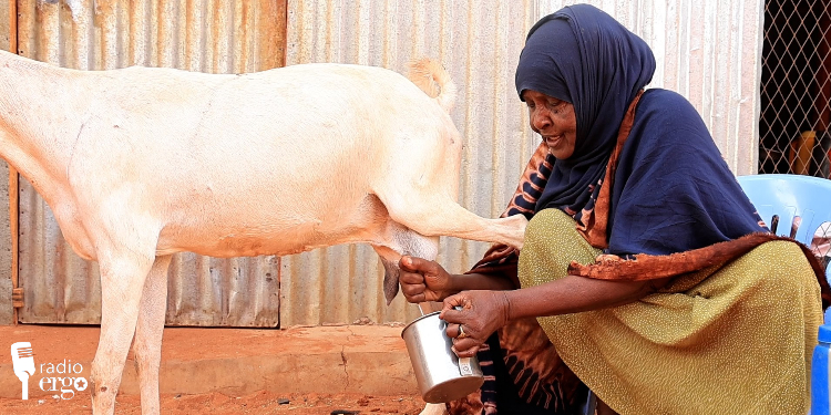 Plastic waste blights Guriel livestock and livelihoods